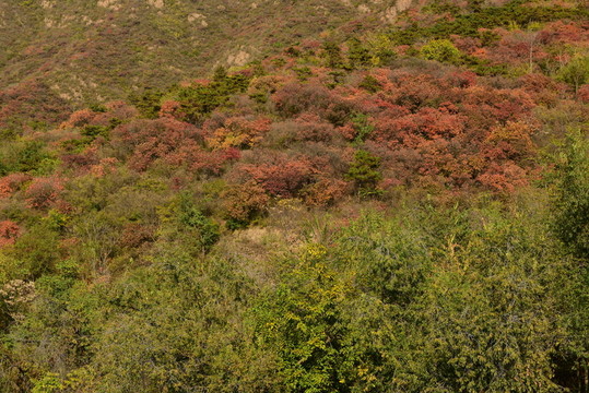 山巒秋色