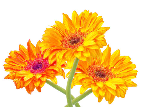 Gerber的花