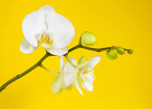 白蘭花