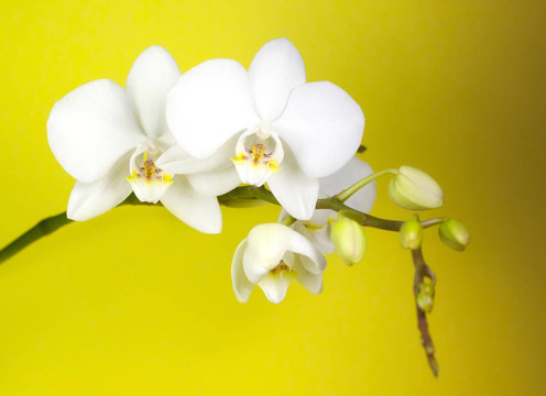 白蘭花
