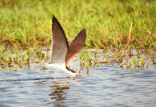 African Skimmer（rynchops flavirostris）