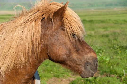 冰島馬