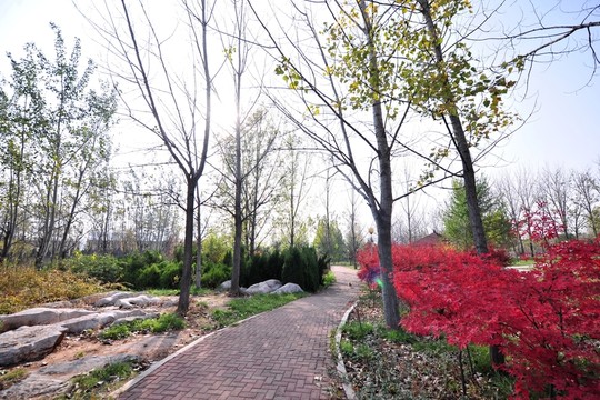 公園道路 景觀設(shè)計