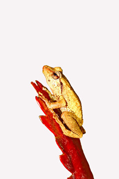 科奎蛙