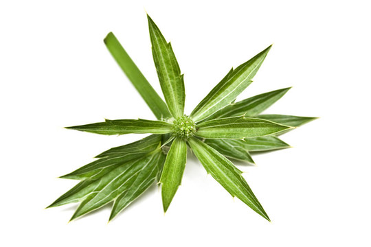 泰國(guó)芫荽