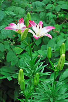 兩盛開(kāi)的百合花