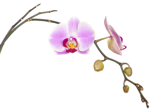 粉紅色的蘭花