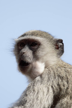 Vervet Monkey（Cercopithecus pygerythrus）在博茨瓦納的奧卡萬戈