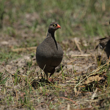 紅嘴Francolin（Pternistes adspersus）在奧卡萬(wàn)戈三角洲；博茨瓦納。