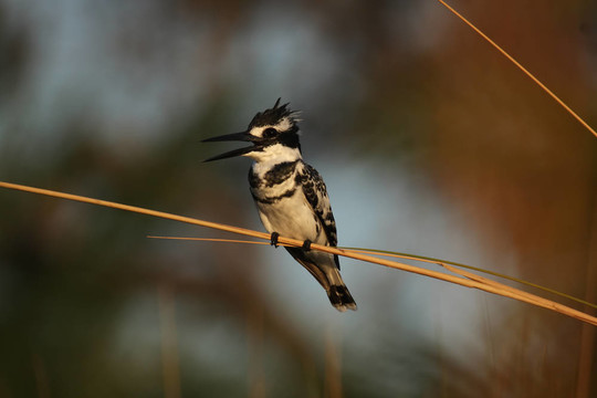 Pied Kingfisher（Ceryle rudis）在奧卡萬戈三角洲；博茨瓦納。