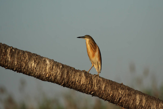 池鷺（Ardeola ralloides）在奧卡萬戈三角洲；博茨瓦納。