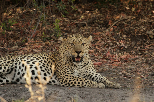 豹（Panthera pardus）在奧卡萬戈三角洲；博茨瓦納