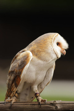 Barn Owl（Tyto alba）