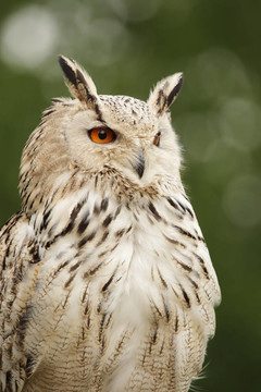 鷹鸮（Bubo）