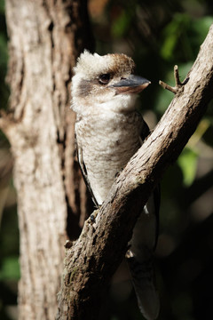 笑翠鳥（Dacelo novaeguineae）
