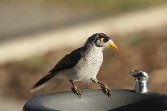 Noisy Miner（Manorina melanocephala）