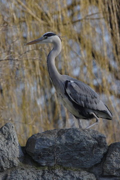 蒼鷺（Ardea cinerea）站在一塊巖石上