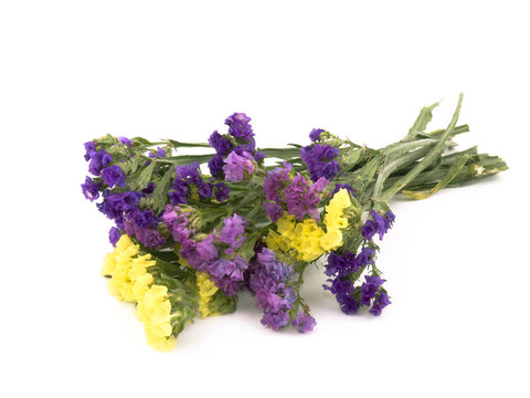 毋忘我花勿忘我