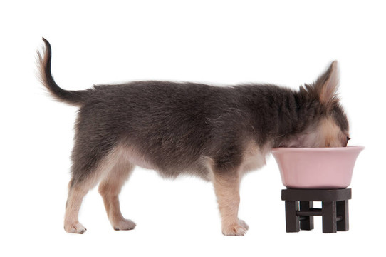 白色背景下的奇瓦瓦幼犬飲用