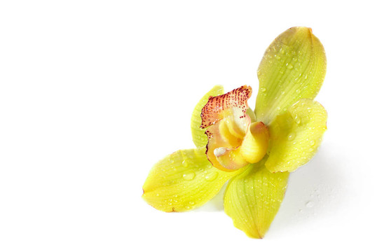 蘭花