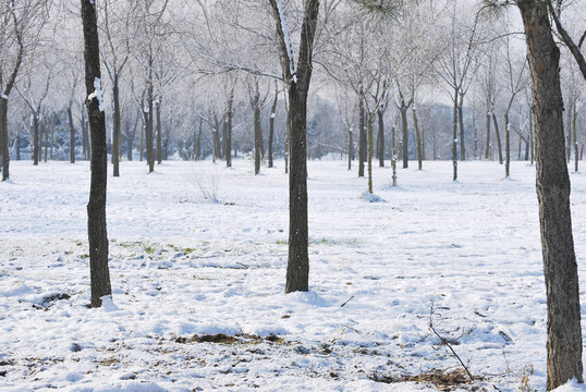 下雪的場景