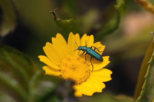 綠色金屬的bug