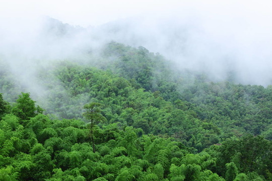多雨季節(jié)的竹林