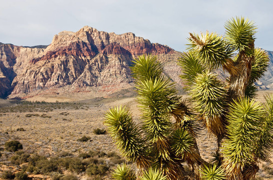 在與Mountains的背景Desert絲蘭