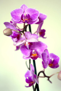 蘭花丁香花