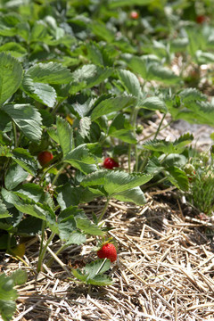 Strawberrie場