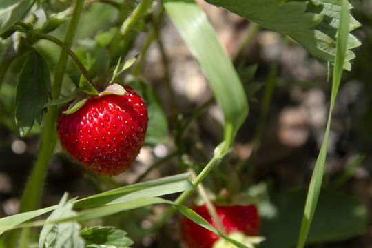 Strawberrie場