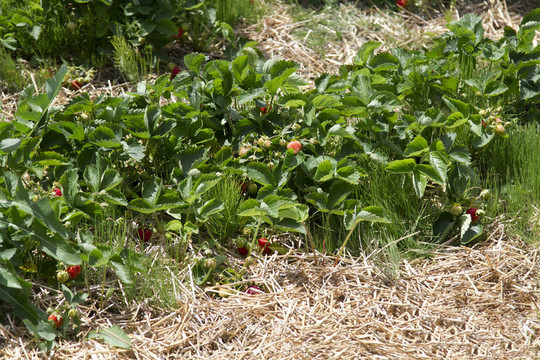 Strawberrie場