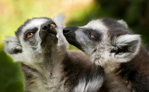 兩環(huán)尾狐猴（Lemur catta）