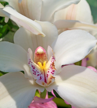 白蘭花花