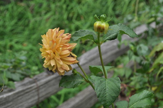 籬笆上的花