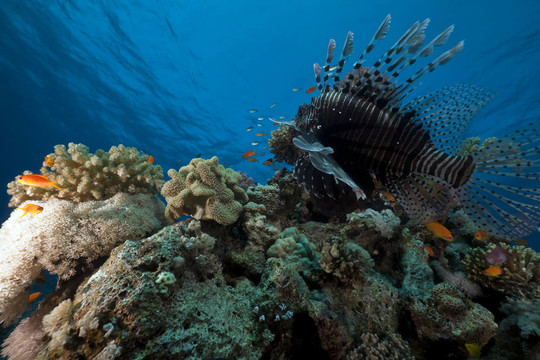 獅子魚。珊瑚和海洋。