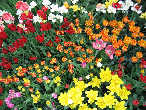 Flowerbed的郁金香