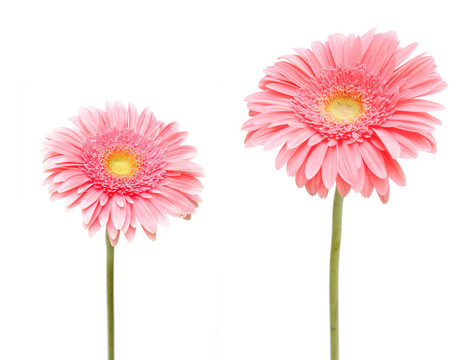 兩雛菊