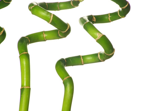 竹