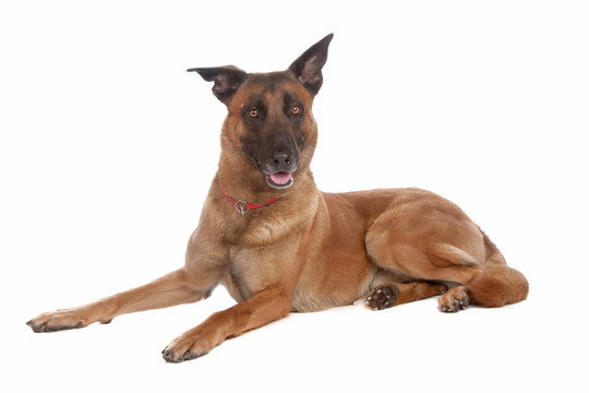 比利時牧羊犬（馬里努阿犬）