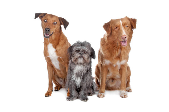兩種狗和新斯科舍誘鴨獵犬