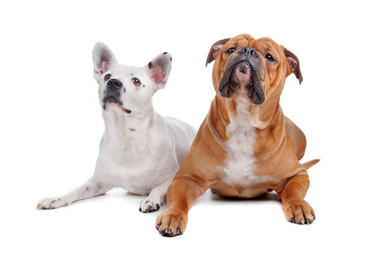 古老英國斗牛犬和法國斗牛犬和牧牛犬；