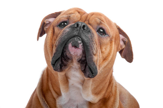 古老英國斗牛犬