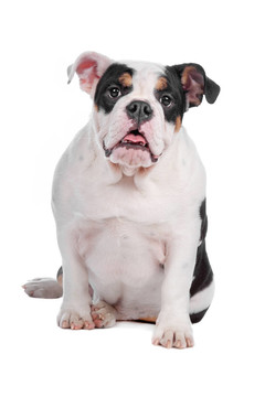 英國(guó)斗牛犬