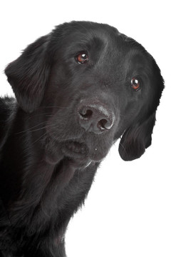 平毛尋回犬