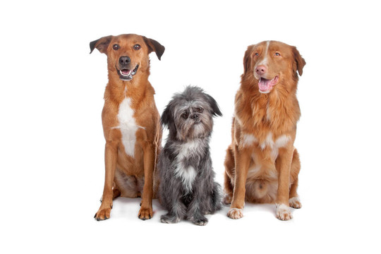 兩種狗和新斯科舍誘鴨獵犬