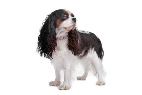 查爾斯王小獵犬的狗