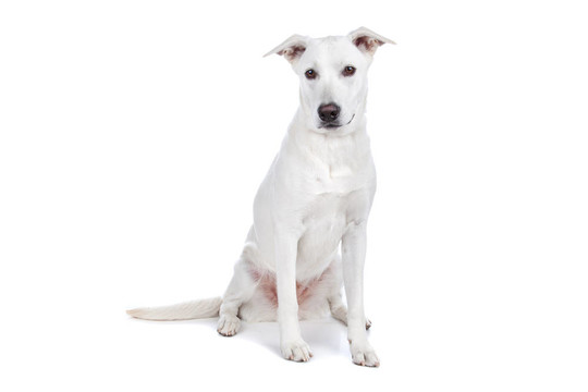 混合品種的狗；白色牧羊犬拉布拉多