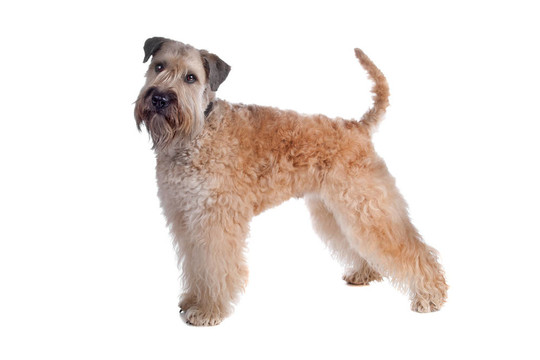 軟毛梗犬