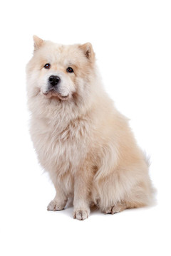 把松獅犬和薩摩耶犬